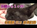 保護から一か月！30日でこれだけ大きくなりました！/ A kitten that grew up in 30 days from protection【保護猫・子猫】