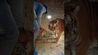 Tiger Queen Lara With Tiger Cub 