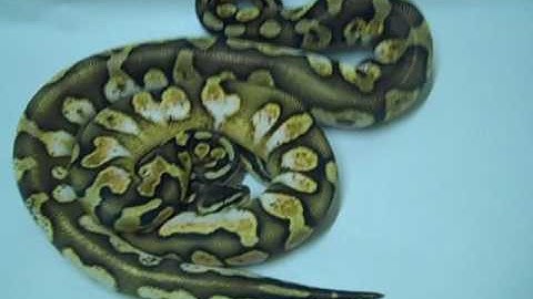 Pastel Calico ball python | Keo Reptiles