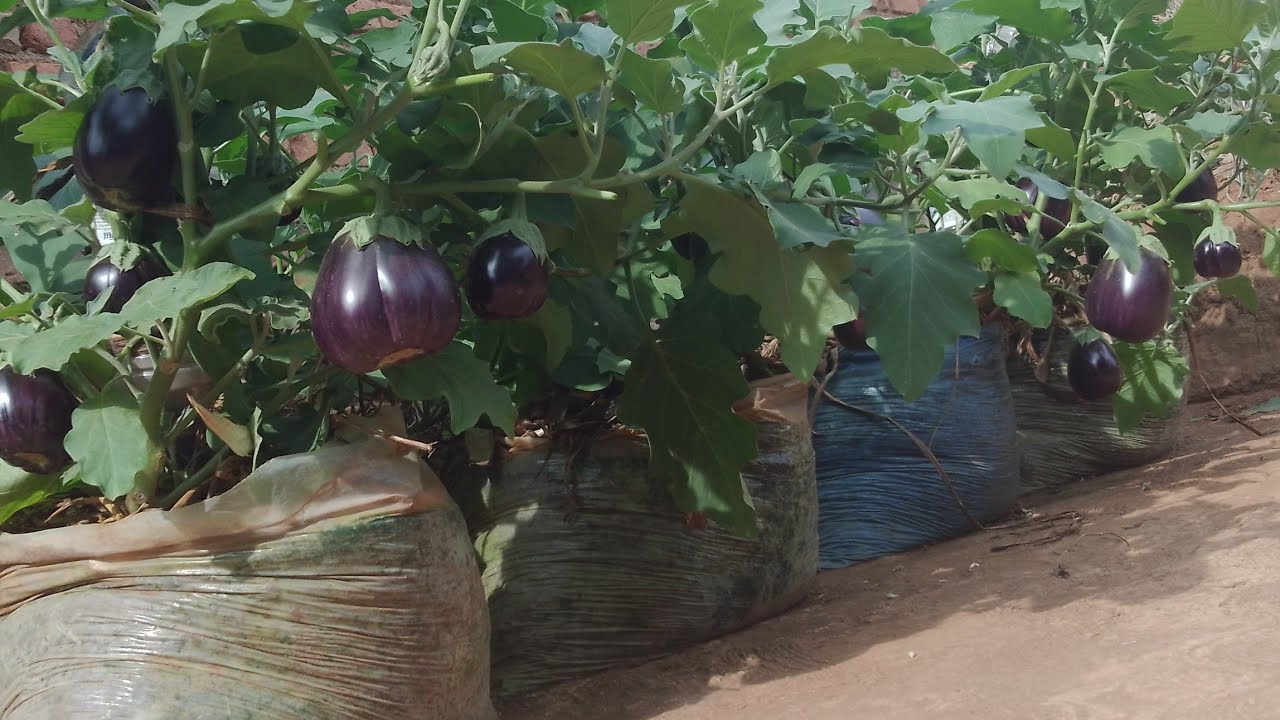 Growing eggplant. YouTube