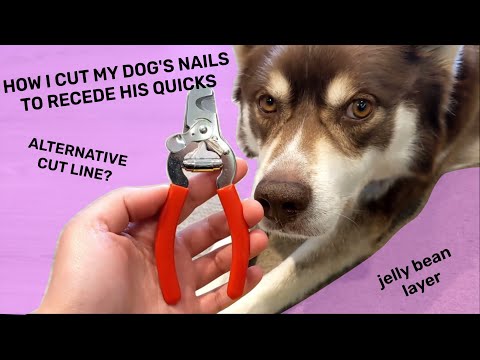 This Woman Found A Brilliant Hack For Clipping Your Dog's Nails | Bored  Panda