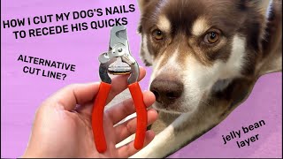 How I cut my dog's nails to recede the quick