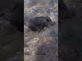 Giant Wild Boar SHOT | Dev AZILI Domuz Vuruşu #hunting #wildlife