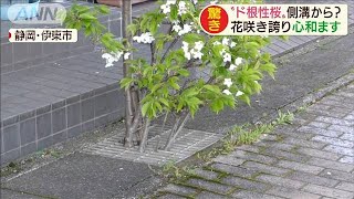 “ド根性桜”側溝から？花咲き誇り心和ます(20/03/18)