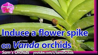 Induce a flower spike on ????? orchids