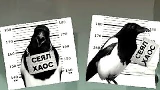 Кроухантинг : Микс рейдов из присланного из бывших республик СССР . 2024 г . Crowhunting