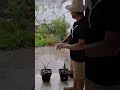 CHUVA NA CAATINGA!#shorts#sertão#caatinga