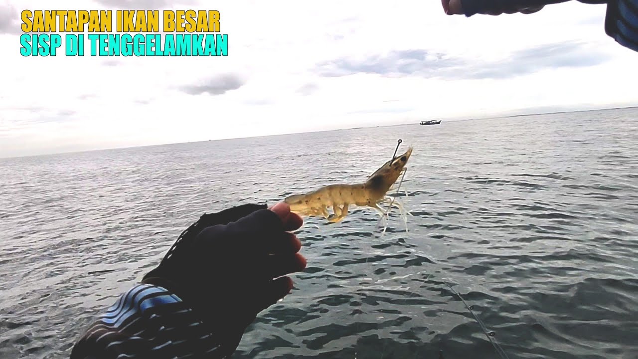 WAKTUNYA BERBURU IKAN BESAR KETIKA CIACA SEDANG KONDUSIF