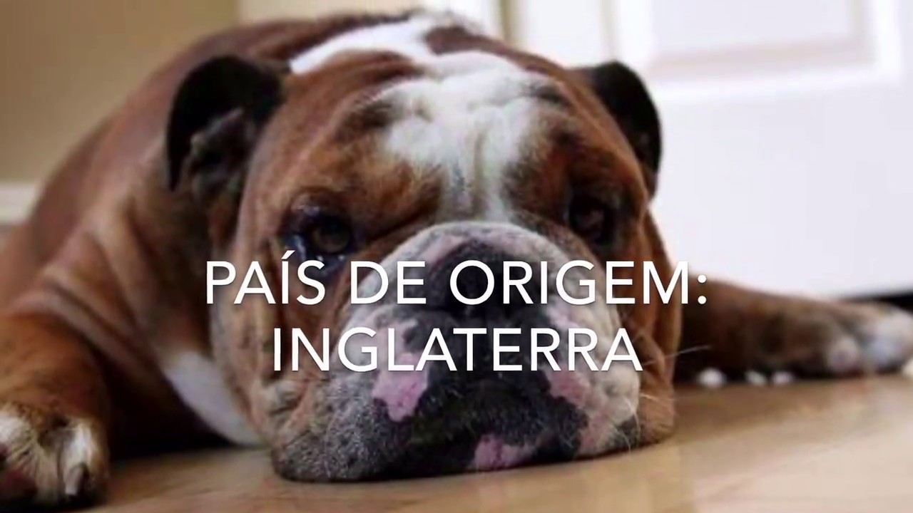 Características Do Buldogue Inglês Youtube