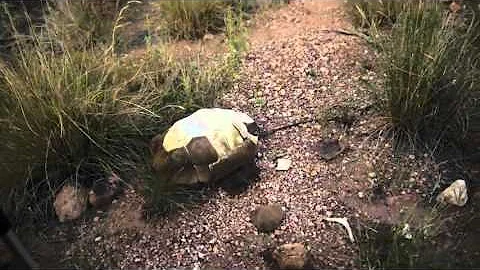 Walk Across Arizona Extras: Rattle Snake + Desert Tortoise Shell