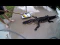 Alligator Catch and Unexpected &quot;Cleaning&quot;