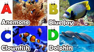 ABC Sea Animals song | Learn Alphabets | English and Animals for Kids | Alphabets Kids Song #abcd