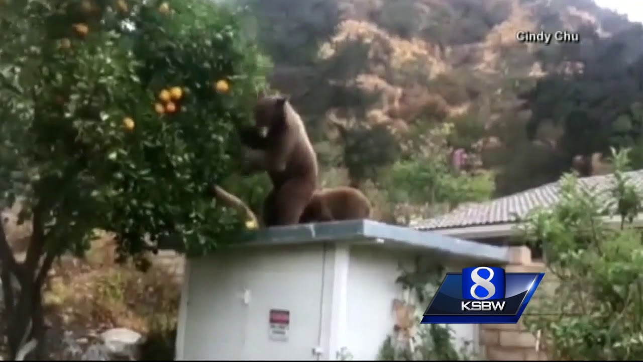 Animal Stories with Dan Green: Orange Thieves