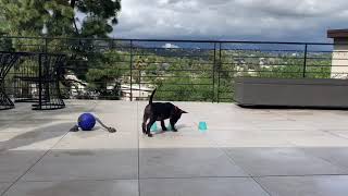 Miniature bull terrier doing tricks