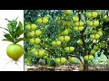 Unique skill growing pomelo tree from pomelo fruit by new technique