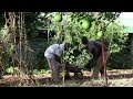 Mali la ferme agrocologique doumar diabat