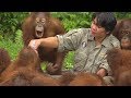 Как сирот-орангутанов учат важным навыкам