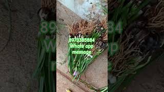 #combo #rainlilyflower #whatsapp #8973385884 #garden #flower