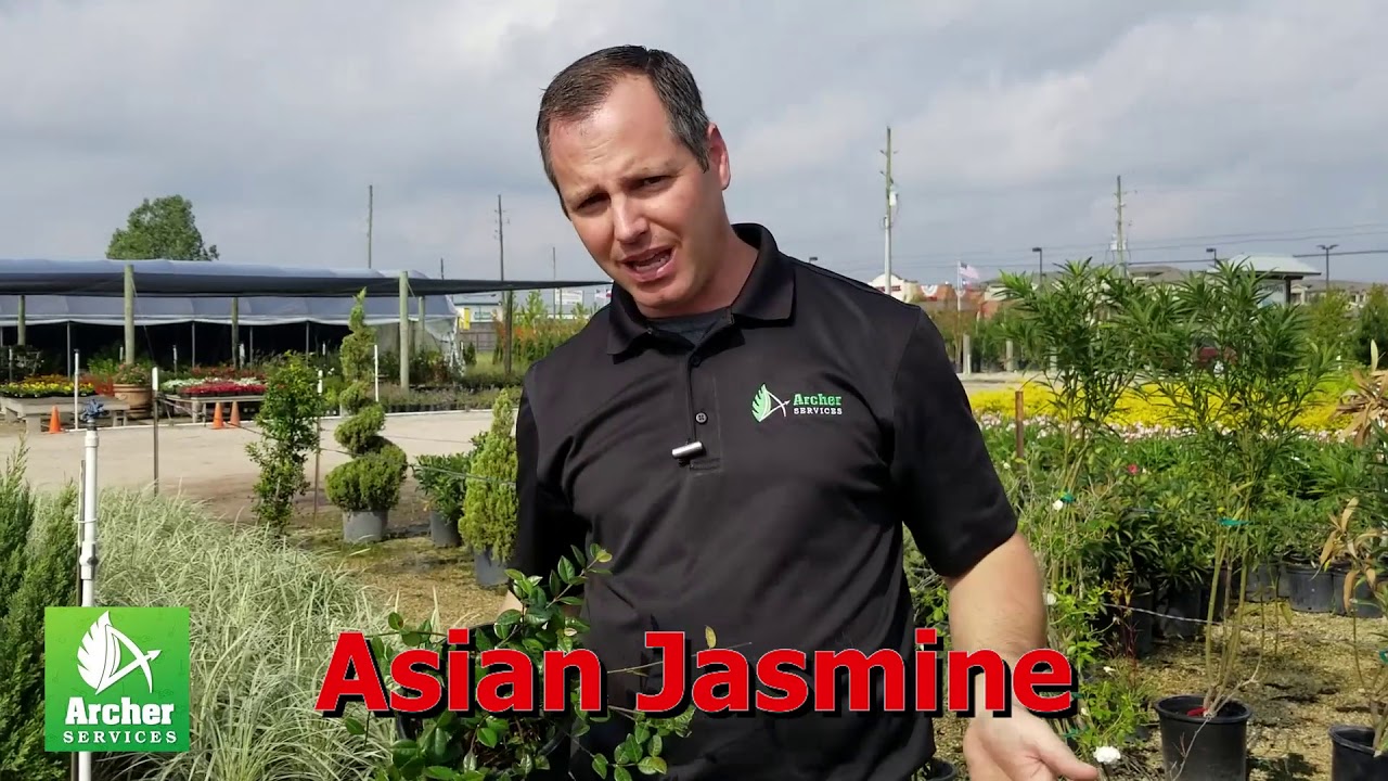 Asian Jasmine Archer Services YouTube