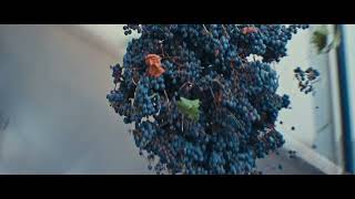 Visit Szekszárd In Hungary 2