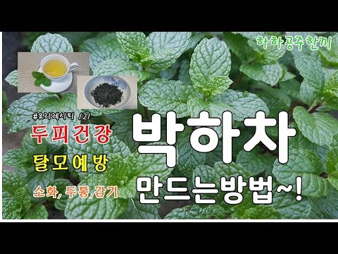 두피건강 탈모예방 두통,감기에 좋은 박하차 만드는방법 알아보아요^^