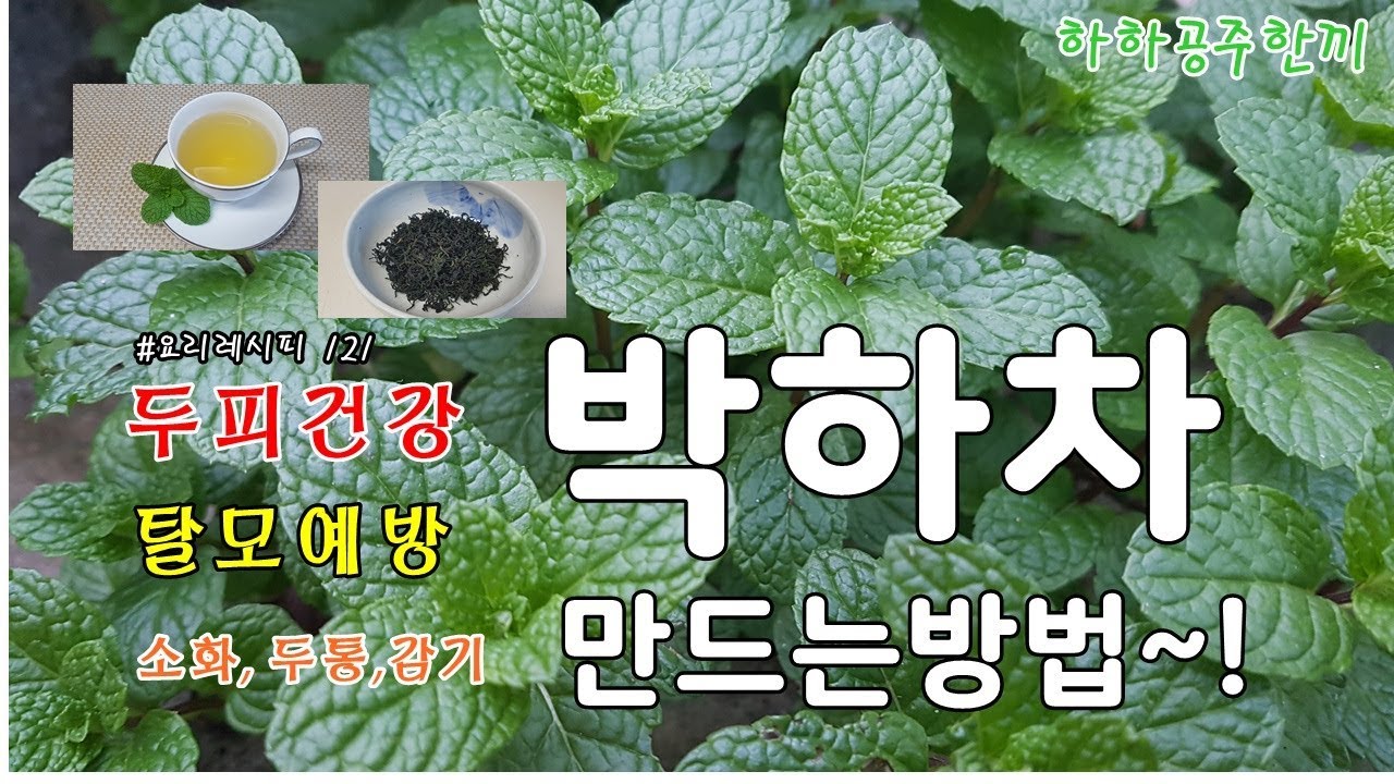 두피건강 탈모예방 두통,감기에 좋은 박하차 만드는방법 알아보아요^^ - YouTube
