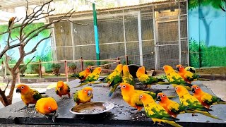 Unbelievable Secrets In Raising Exotic Birds Revealed   Feeding My Birds with Home Grown Spinach