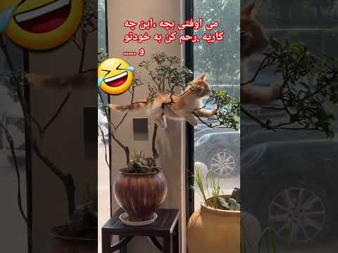 چیکارکنم با تو بچهWhat Should I Do With You می اوفتی دست و پات آسیب میبینه نکن جانم نکن