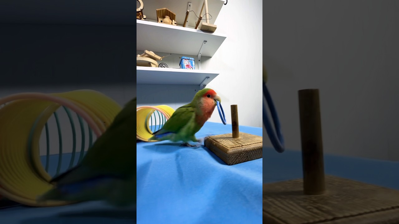 Bird Training:smart lovebird parrot l smart little cute parrot  