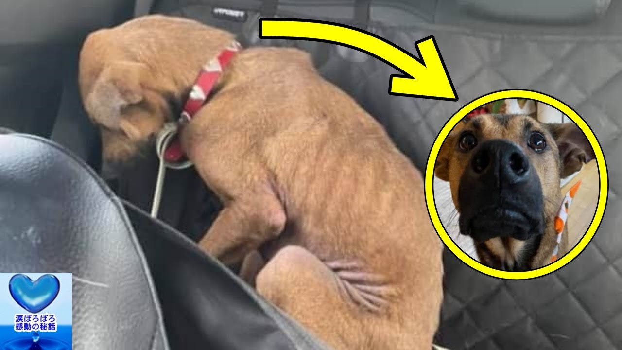 Protective Dog That Couldn T Make Eye Contact With People Youtube