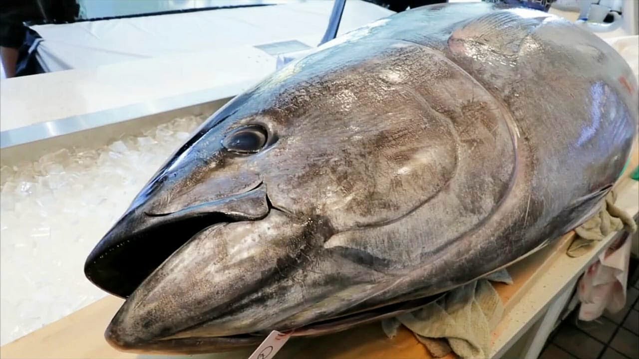 Демонстрационное Шоу-Гигантский Голубой Тунец, Разделка, Сашими - YouTube