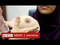 Payudara palsu bagi pengidap kanker payudara  bbc news  indonesia