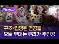 [이런 뉴스] 오늘은 우리가 주인공…구조·입양된 강아지를 위한 무도회 / KBS 2024.05.19.