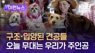 [이런 뉴스] 오늘은 우리가 주인공…구조·입양된 강아지를 위한 무도회 / KBS 2024.05.19.