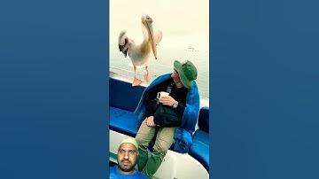 #سورة_الإخلاص #ikhlas #egzonibrahimi #islamicprayer #viral #birds #quran #animals