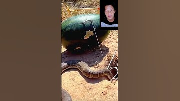 đặt bẫy rắn độc lạ bằng trái dưa hấu cả nhà ơi