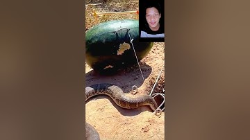 đặt bẫy rắn độc lạ bằng trái dưa hấu cả nhà ơi