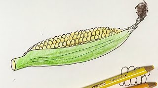 簡単 トウモロコシの色鉛筆の描き方 イラスト上達 Youtube 簡単 トウモロコシの色鉛筆の描き方 イラスト上達 Youtube