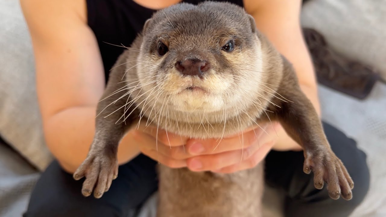 I capturing an otter that kept running up to me. - YouTube