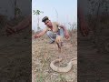 Indian spectacle cobra Full venomous snake 🐍 call snake rescuer sohail khan jamshedpur 🐍 #cobras