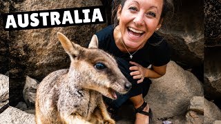 THIS IS WHY AUSTRALIA IS AWESOME (wallabies + world class diving)