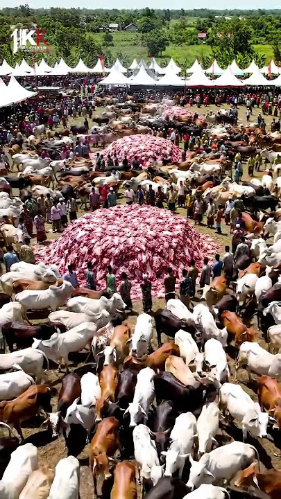 The Largest Mountain of Qurban Meat! Thousands of Cows and Residents Crowd the Eid al-Adha Field ...