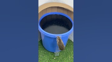 Mouse trap/ #rat Homemade Mouse Traps From Plastic Buckets – Solution For Every Family #mouse
