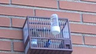 pardillo2205 008.AVI