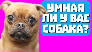 Умная ли у вас собака? Тест с прикольным котом Джемом! 🐈