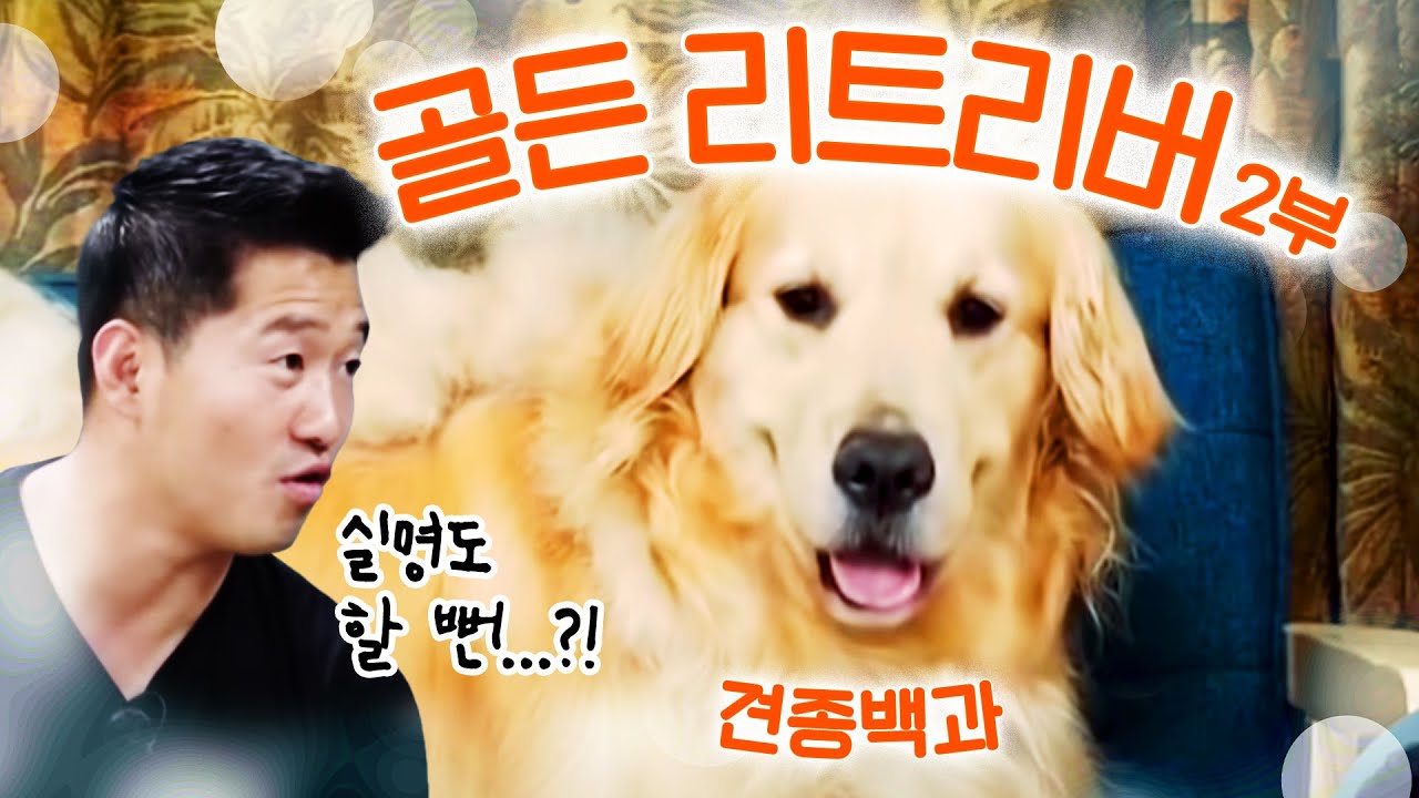 [Eng sub/日本語字幕] 골든 리트리버 2부｜강형욱의 견종백과 X 리틀라이언 레아레토