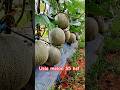 melon super usia 55 hst #duniapertanian #farming #melon