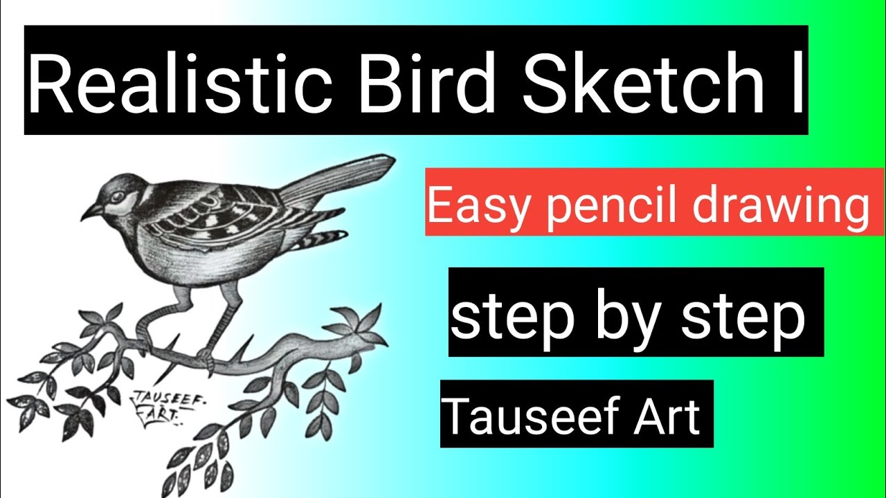 Beautiful Bird Pencil Sketch | Realistic Bird Drawing Step by Step | Tauseef Art