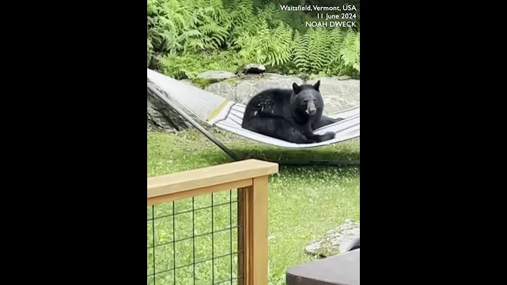 Homeowner confronts young bear relaxing on a hammock in a Vermont yard - DayDayNews