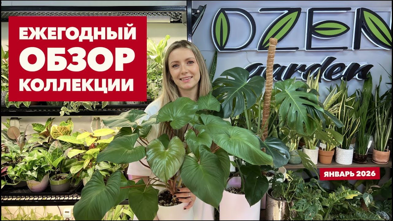 Обзор коллекции комнатных растений » Январь 2026